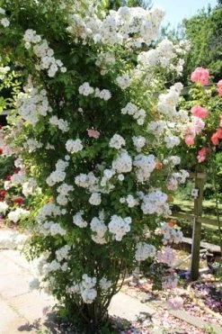 Miniklimroos (Rosa 'Guirlande D'Amour') 14 Miniklimroos (Rosa 'Guirlande D'Amour') -Groene Wereld rosa guirlande d amour 1