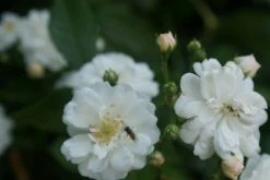 Miniklimroos (Rosa 'Guirlande D'Amour') 13 Miniklimroos (Rosa 'Guirlande D'Amour') -Groene Wereld rosa guirlande d amour 1 1