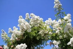 Miniklimroos (Rosa 'Guirlande D'Amour') -Groene Wereld rosa guirlande d amour 2 2