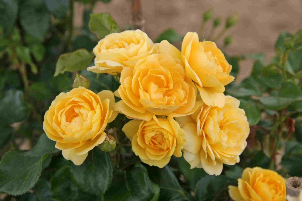 Trosroos (Rosa 'Indiane') 3 Trosroos (Rosa 'Indiane')