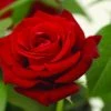 Grootbloemige Roos (Rosa 'Ingrid Bergman') 1 Grootbloemige Roos (Rosa 'Ingrid Bergman') -Groene Wereld rosa ingrid bergman