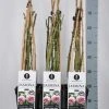 Klimroos (Rosa 'Jasmina') 2 Klimroos (Rosa 'Jasmina') -Groene Wereld rosa jasmina klimroos in de winter c3 3stok75 kaal