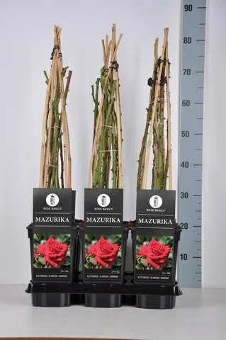 Klimroos (Rosa 'Mazurika') 4 Klimroos (Rosa 'Mazurika') - Afbeelding 2