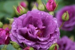 Trosroos (Rosa 'Minerva') -Groene Wereld rosa minerva 2