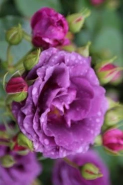 Trosroos (Rosa 'Minerva') -Groene Wereld rosa minerva 1