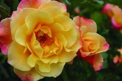 Klimroos (Rosa 'Moonlight') -Groene Wereld rosa moonlight 1
