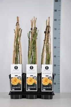 Klimroos (Rosa 'Moonlight')