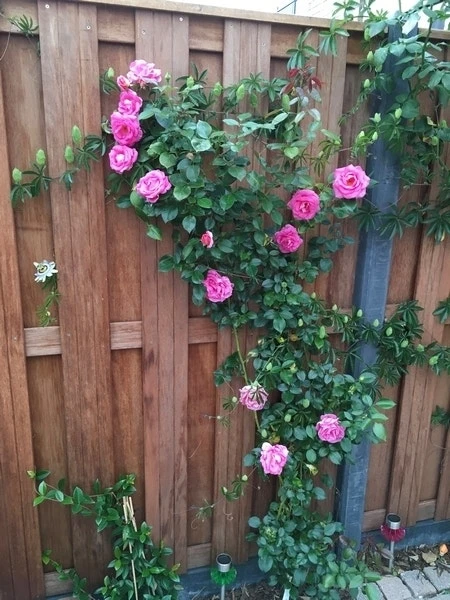 Klimroos (Rosa 'Parfum Royal') 4 Klimroos (Rosa 'Parfum Royal') - Afbeelding 2