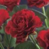 Klimroos (Rosa 'Paul's Scarlet Climber') -Groene Wereld rosa paul s scarlet climber 2 1