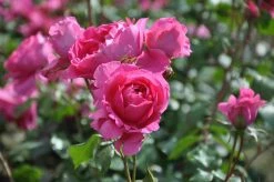 Klimroos (Rosa 'Pink Cloud') 13 Klimroos (Rosa 'Pink Cloud') -Groene Wereld rosa pink cloud