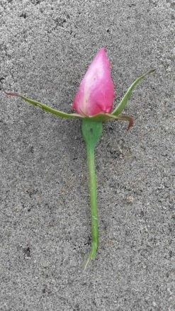 Klimroos (Rosa 'Pink Cloud') -Groene Wereld rosa pink cloud 2 1