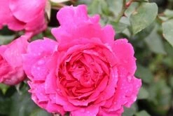 Klimroos (Rosa 'Pink Cloud') -Groene Wereld rosa pink cloud 2 1 1