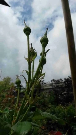 Klimroos (Rosa 'Pink Cloud') -Groene Wereld rosa pink cloud 3 1