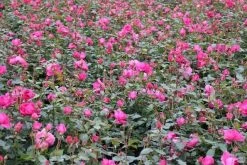 Klimroos (Rosa 'Pink Cloud') 14 Klimroos (Rosa 'Pink Cloud') -Groene Wereld rosa pink cloud 3 1