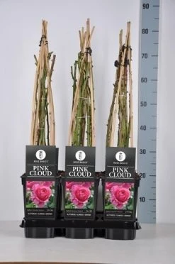 Klimroos (Rosa 'Pink Cloud') 12 Klimroos (Rosa 'Pink Cloud') -Groene Wereld rosa pink cloud in de winter