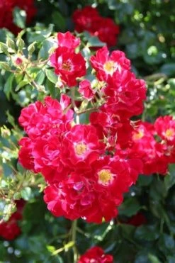 Miniklimroos (Rosa 'Rambling Rosie') -Groene Wereld rosa rambling rosie 2