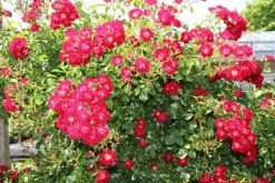 Miniklimroos (Rosa 'Rambling Rosie') -Groene Wereld rosa rambling rosie 2