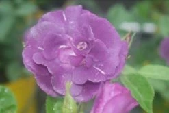 Roos (Rosa 'Rhapsody In Blue') 17 Roos (Rosa 'Rhapsody In Blue') -Groene Wereld rosa rhapsody in blue 1 2 1