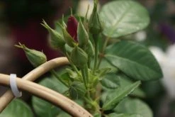 Roos (Rosa 'Rhapsody In Blue') 13 Roos (Rosa 'Rhapsody In Blue') -Groene Wereld rosa rhapsody in blue 1 3