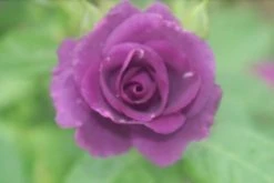 Roos (Rosa 'Rhapsody In Blue') 16 Roos (Rosa 'Rhapsody In Blue') -Groene Wereld rosa rhapsody in blue 2 2 1