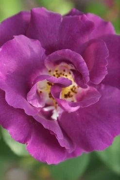 Roos (Rosa 'Rhapsody In Blue') 15 Roos (Rosa 'Rhapsody In Blue') -Groene Wereld rosa rhapsody in blue 2 3