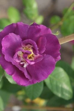 Roos (Rosa 'Rhapsody In Blue') 14 Roos (Rosa 'Rhapsody In Blue') -Groene Wereld rosa rhapsody in blue 3 2