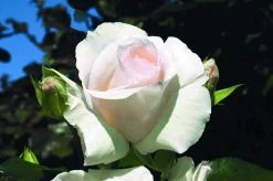 Klimroos (Rosa 'Schneewalzer') -Groene Wereld rosa schneewalzer 1