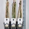Klimroos (Rosa 'Schneewalzer') -Groene Wereld rosa schneewalzer klimroos schneewalzer 3stok75 in de winter
