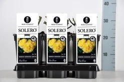 Bodembedekkende Roos (Rosa 'Solero') -Groene Wereld rosa solero in de winter