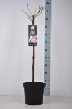 Stamroos (Rosa 'The Fairy') -Groene Wereld rosa thefairy stam70 kaal
