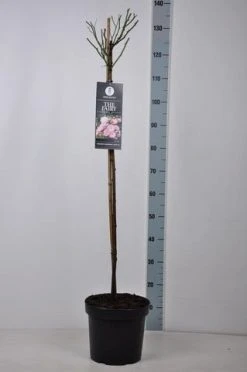 Stamroos (Rosa 'The Fairy') -Groene Wereld rosa thefairy stam90 kaal