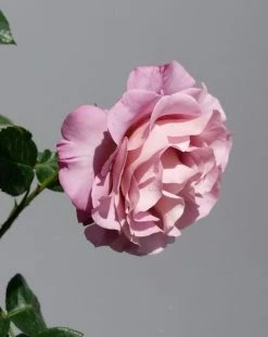 Grootbloemige Roos (Rosa 'Blue Girl') -Groene Wereld rosabluegirl03