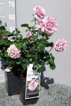 Grootbloemige Roos (Rosa 'Blue Girl') -Groene Wereld rosabluegirl04