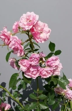 Trosroos (Rosa 'Bonica 82') 14 Trosroos (Rosa 'Bonica 82') -Groene Wereld rosabonica01 1