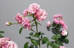 Trosroos (Rosa 'Bonica 82') -Groene Wereld rosabonica02