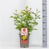 Grootbloemige Roos (Rosa 'Diamonds Forever') 2 Grootbloemige Roos (Rosa 'Diamonds Forever') -Groene Wereld rosadiamondsforever01 1
