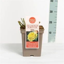 Grootbloemige Roos (Rosa 'Diamonds Forever') -Groene Wereld rosadiamondsforever03