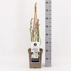 Roos (Rosa 'Sally Holmes') -Groene Wereld rosasallyholmes01