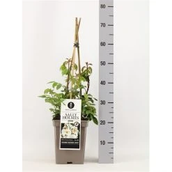 Roos (Rosa 'Sally Holmes') -Groene Wereld rosasallyholmes02 1