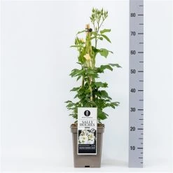 Roos (Rosa 'Sally Holmes') -Groene Wereld rosasallyholmes04 1