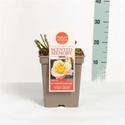 Roos (Rosa 'Scented Memory') -Groene Wereld rosascentedmemory03 1