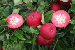 Appelboom (Malus Domestica 'Rosette') 6 Appelboom (Malus Domestica 'Rosette') -Groene Wereld rosette halve vrucht