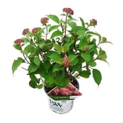 Hortensia (Hydrangea 'Ruby Annabelle') 13 Hortensia (Hydrangea 'Ruby Annabelle') -Groene Wereld ruby annabelle 2
