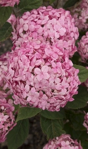 Hortensia (Hydrangea 'Ruby Annabelle') 4 Hortensia (Hydrangea 'Ruby Annabelle') - Afbeelding 2