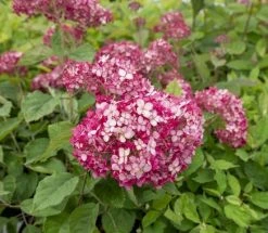 Hortensia (Hydrangea 'Ruby Annabelle') 10 Hortensia (Hydrangea 'Ruby Annabelle') -Groene Wereld ruby annabelle 5 1