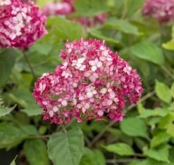 Hortensia (Hydrangea 'Ruby Annabelle') 12 Hortensia (Hydrangea 'Ruby Annabelle') -Groene Wereld ruby annabelle 6 2