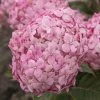 Hortensia (Hydrangea 'Ruby Annabelle') -Groene Wereld ruby annabelle 8 1