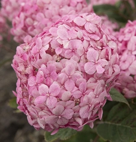 Hortensia (Hydrangea 'Ruby Annabelle') 3 Hortensia (Hydrangea 'Ruby Annabelle')