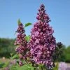 Sering (Syringa Vulgaris 'Ruhm Von Horstenstein') -Groene Wereld ruhm von horstenstein