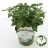 Hortensia (Hydrangea Hybr. 'Runaway Bride') -Groene Wereld runawaybride